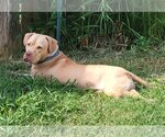 Small #3 American Pit Bull Terrier-American Staffordshire Terrier Mix