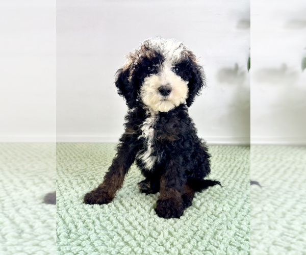 Medium Photo #4 Bernedoodle (Miniature) Puppy For Sale in GREENFIELD, IN, USA