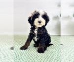 Small #3 Bernedoodle (Miniature)
