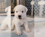 Puppy 2 Labrador Retriever-Siberian Husky Mix