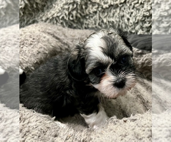 Medium Photo #27 Zuchon Puppy For Sale in RENO, NV, USA