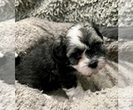 Small Photo #27 Zuchon Puppy For Sale in RENO, NV, USA