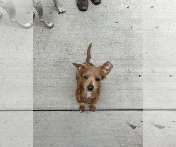 Medium Photo #2 Chihuahua-Unknown Mix Puppy For Sale in Sequim, WA, USA