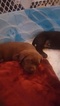 Small Photo #3 Labrador Retriever Puppy For Sale in SPOKANE, WA, USA