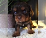 Puppy Puppy 3 Cavalier King Charles Spaniel