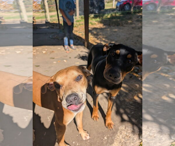 Medium Photo #2 Mutt Puppy For Sale in Overland Park, KS, USA