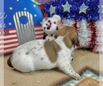 Small #2 Dachshund