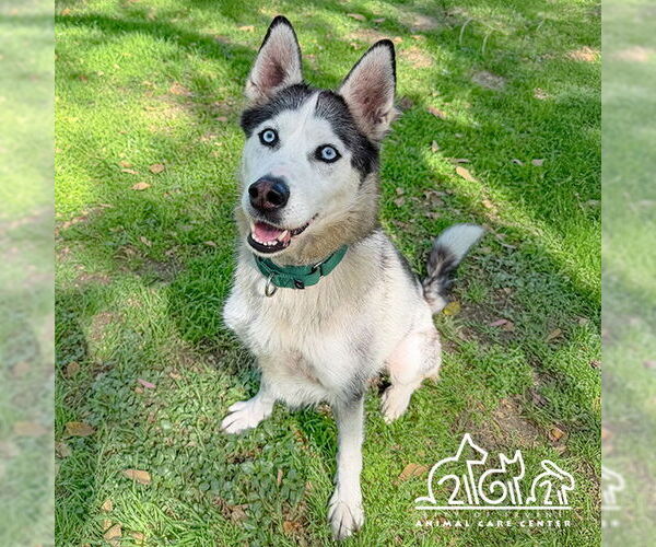 Medium Photo #2 Siberian Husky Puppy For Sale in Irvine, CA, USA