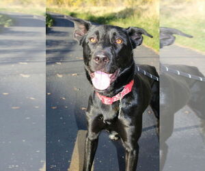 Labrador Retriever-Unknown Mix Dogs for adoption in Sandy, UT, USA
