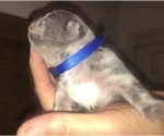 Small Photo #19 French Bulldog Puppy For Sale in PLACERVILLE, CA, USA