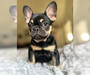 French Bulldog Puppy for sale in OJAI, CA, USA