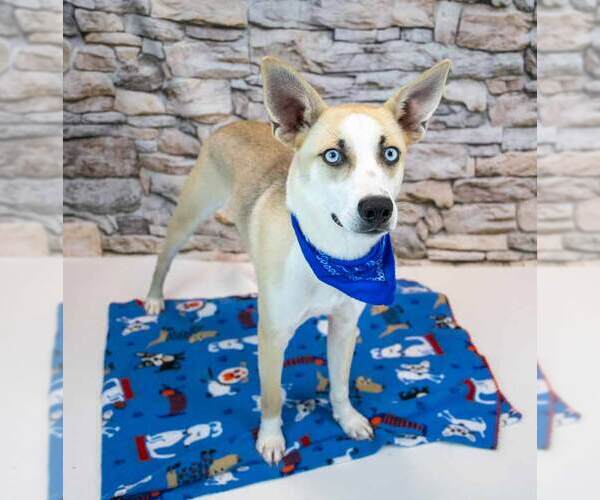 Medium Photo #3 Mutt Puppy For Sale in Kennesaw, GA, USA