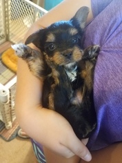 Yorkshire Terrier Puppy for sale in FARMINGTON, MO, USA
