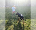 Small #7 German Shepherd Dog Mix