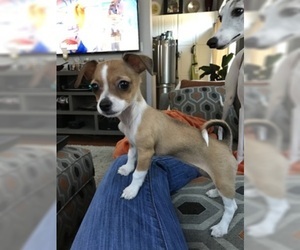 Chiweenie-Dachshund Mix Puppy for sale in ALEXANDRIA, VA, USA