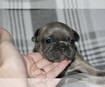 Small Photo #6 French Bulldog Puppy For Sale in ROANOKE, AL, USA