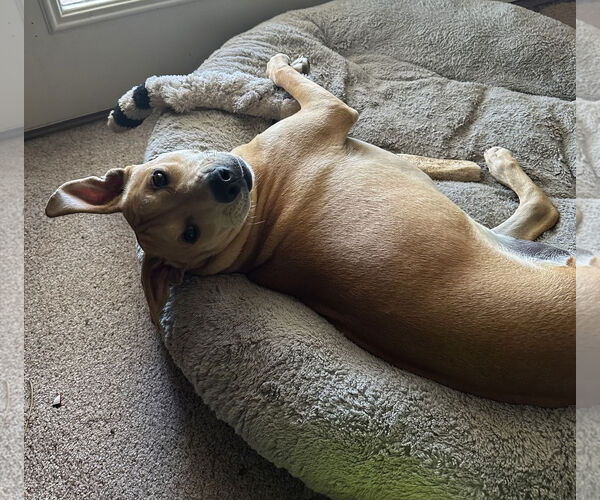 Medium Photo #8 Labrador Retriever-Unknown Mix Puppy For Sale in Sandy, UT, USA
