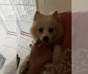 Pomeranian Puppy for sale in ALHAMBRA, CA, USA