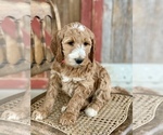 Small Photo #2 Irish Doodle Puppy For Sale in WOOSTER, OH, USA