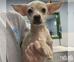 Small Chihuahua Mix