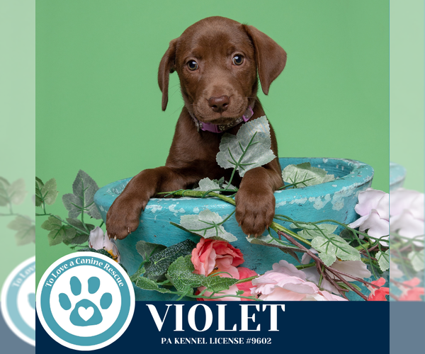 Medium Photo #3 Labrador Retriever-Unknown Mix Puppy For Sale in Kimberton, PA, USA