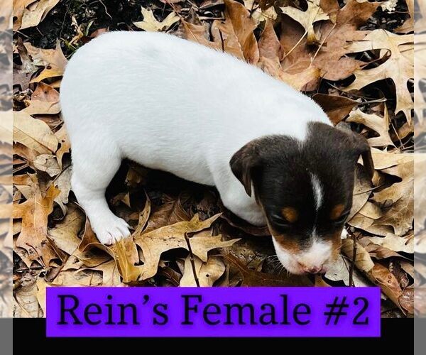 Medium Photo #1 Jack Russell Terrier Puppy For Sale in KINGSVILLE, MO, USA