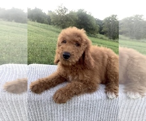 Goldendoodle Puppy for sale in HILLSBORO, WI, USA