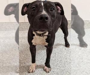 American Staffordshire Terrier-Unknown Mix Dogs for adoption in Houston, TX, USA