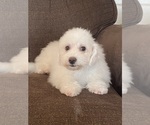 Small #11 Bichon Frise