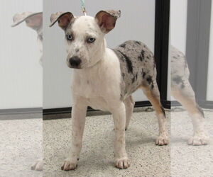 Australian Shepherd-Unknown Mix Dogs for adoption in Conroe, TX, USA