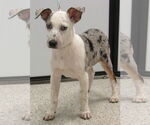 Small Australian Shepherd Mix