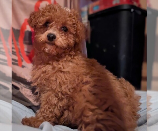 Medium Photo #2 Silkypoo Puppy For Sale in STAR, NC, USA