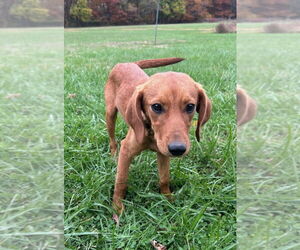 Redbone Coonhound-Unknown Mix Dogs for adoption in Aurora, IN, USA