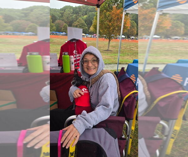 Medium Photo #5 Chihuahua Puppy For Sale in Caldwell, NJ, USA