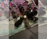 Image preview for Ad Listing. Nickname: Litter of 5