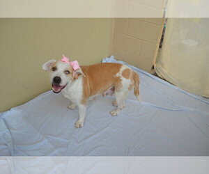 American Pit Bull Terrier-Unknown Mix Dogs for adoption in McKinney, TX, USA