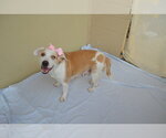 Small American Pit Bull Terrier Mix