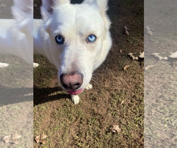 Medium Photo #2 Siberian Husky Puppy For Sale in Cumming, GA, USA
