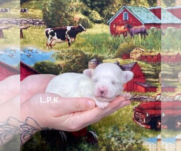 Medium Photo #1 Maltese Puppy For Sale in WINNSBORO, LA, USA