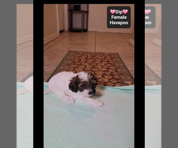 Medium Photo #2 Havapoo Puppy For Sale in TUCSON, AZ, USA