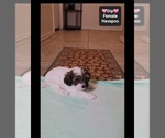 Dip - Female Havapoo Puppy for Sale - Photo #2