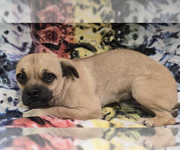 Medium Photo #1 Pug-Unknown Mix Puppy For Sale in HESPERIA, CA, USA