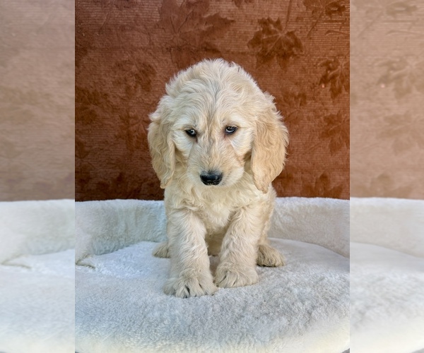 Medium Photo #5 Goldendoodle Puppy For Sale in OCALA, FL, USA