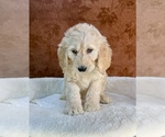 Small #4 Goldendoodle