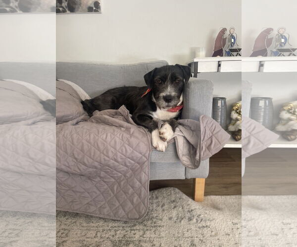 Medium Photo #2 Mutt Puppy For Sale in Menifee, CA, USA