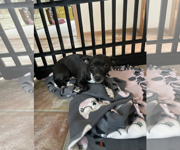 Medium Photo #4 Rat-Cha Puppy For Sale in Wheaton, IL, USA