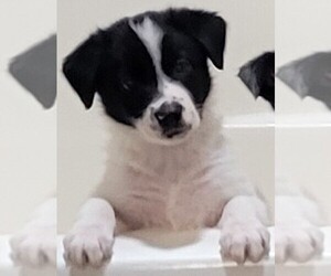 Border Collie Puppy for sale in LIBERTY HILL, TX, USA