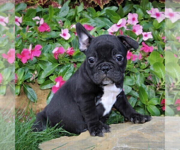 Medium Photo #6 Faux Frenchbo Bulldog Puppy For Sale in GORDONVILLE, PA, USA