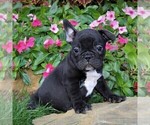 Small Photo #6 Faux Frenchbo Bulldog Puppy For Sale in GORDONVILLE, PA, USA