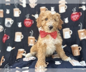 Cavapoo Puppy for sale in LAKELAND, FL, USA